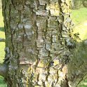 Davidia involucrata ecorce